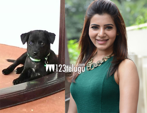 జంతువులను దత్తత తీసుకోమంతున్న సమంత 1 samantha